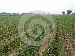 MaizeÃÂ & x28;/meÃÂªz/ÃÂ MAYZ;ÃÂ Zea Mays; Young Stalks photo